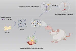 Lee más sobre el artículo Investigadores chinos desarrollan un hidrogel cóctel para la terapia de lesiones cerebrales