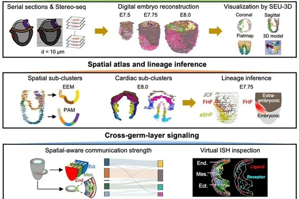 Lee más sobre el artículo Investigadores chinos descubren un mecanismo clave que desencadena la formación de órganos en embriones