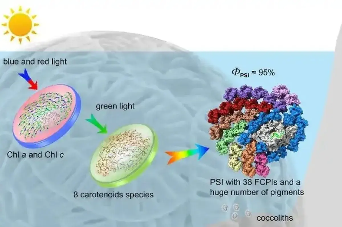 Lee más sobre el artículo Científicos chinos revelan el mecanismo de utilización de la luz por parte de las principales especies de algas