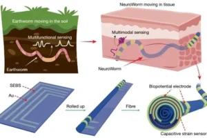 Lee más sobre el artículo Científicos chinos desarrollan la fibra “NeuroWorm” para la monitorización neuronal