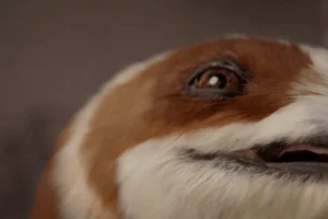 Lee más sobre el artículo Dobot revive un dinosaurio emplumado para llevar la robótica más allá de las fábricas