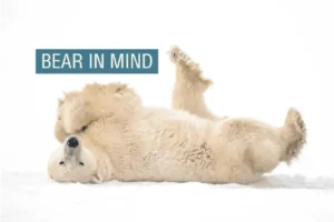 Lee más sobre el artículo Cómo los radares con inteligencia artificial ayudan a proteger a los osos polares y a los humanos