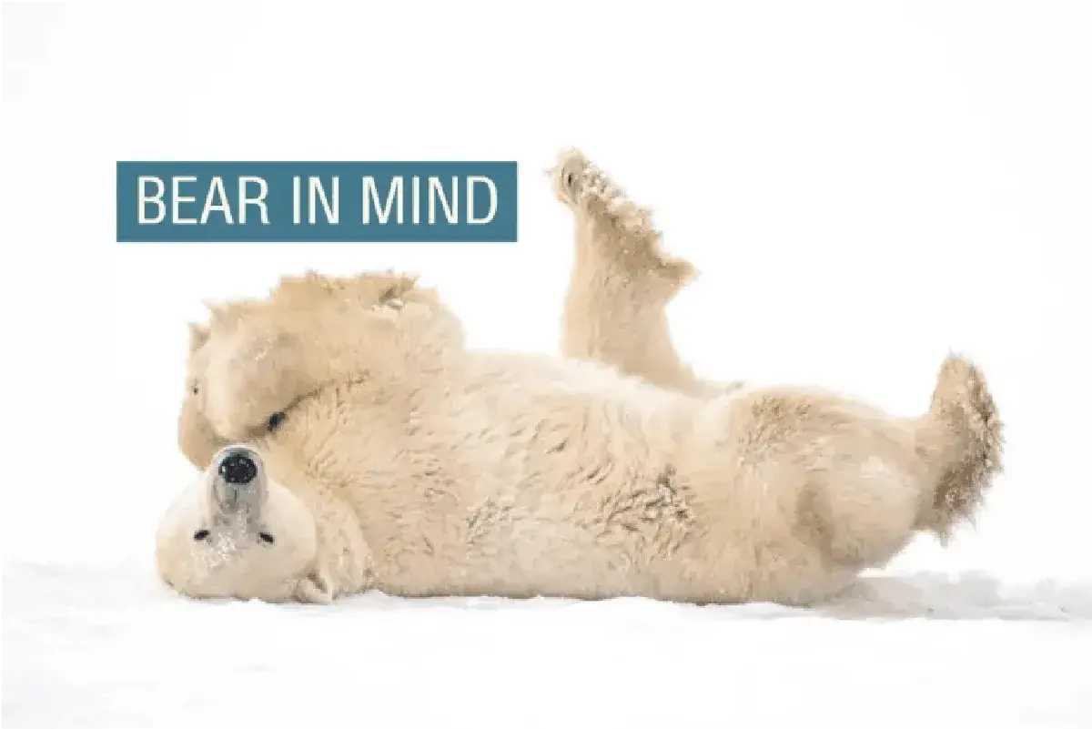 Lee más sobre el artículo Cómo los radares con inteligencia artificial ayudan a proteger a los osos polares y a los humanos