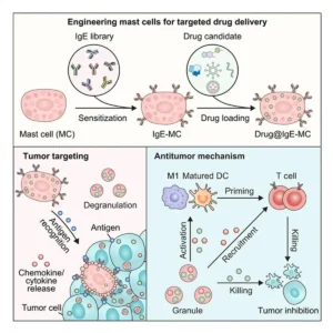 Lee más sobre el artículo Científicos chinos utilizan una respuesta inmunitaria similar a la de las alergias para la terapia contra el cáncer
