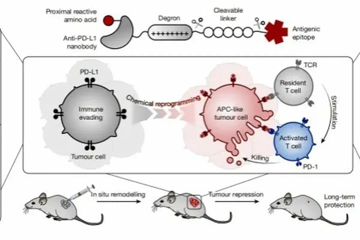 En este momento estás viendo Científicos chinos desarrollan una molécula innovadora para el tratamiento de precisión del cáncer