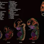 Científicos crean el primer mapa exhaustivo del desarrollo temprano del embrión humano