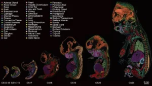 Lee más sobre el artículo Científicos crean el primer mapa exhaustivo del desarrollo temprano del embrión humano