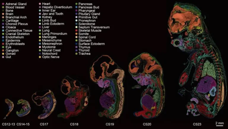 Científicos crean el primer mapa exhaustivo del desarrollo temprano del embrión humano
