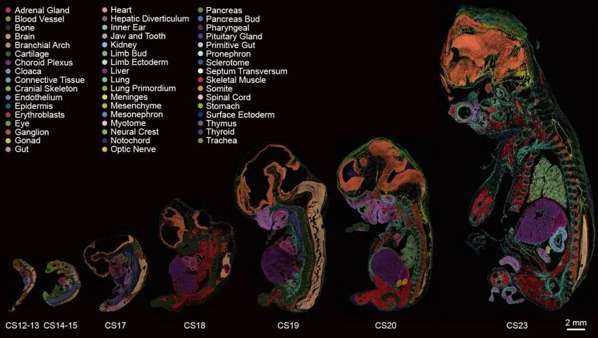 En este momento estás viendo Científicos crean el primer mapa exhaustivo del desarrollo temprano del embrión humano